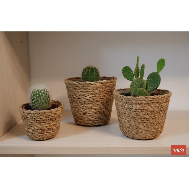 Juego de 3 Macetas de Algas Marinas con PVC para Cactus | MiSi
