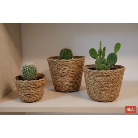 Juego de 3 Macetas de Algas Marinas con PVC para Cactus | MiSi