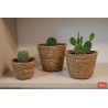 Juego de 3 Macetas de Algas Marinas con PVC para Cactus | MiSi